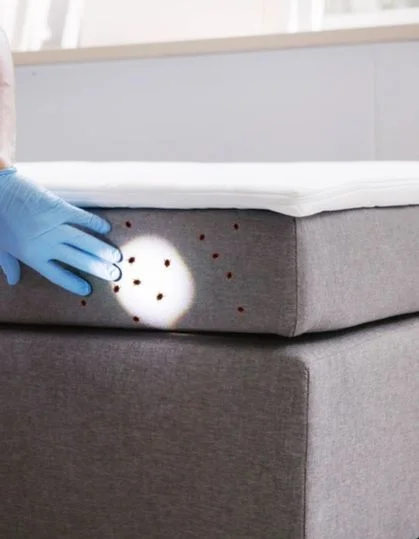 Bed Bug Treatment Service